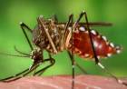 EL DENGUE "SE ESTÁ VOLVIENDO UNA ENFERMEDAD ENDÉMICA EN TODO EL PAÍS"