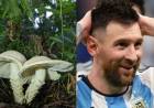 DESCUBREN UN NUEVO HONGO Y LO BAUTIZAN MESSI