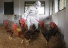 OMS ADVIERTE SOBRE LA AMENAZA DE LA GRIPE AVIAR TRAS EL AÑO CON MÁS CONTAGIOS DESDE 2015 