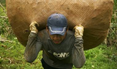 PASÓ PARA EL 29 DE FEBRERO LA SESIÓN PARA DEFINIR LOS PRECIOS DE LA HOJA DE LA YERBA MATE