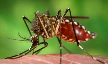 EL DENGUE "SE ESTÁ VOLVIENDO UNA ENFERMEDAD ENDÉMICA EN TODO EL PAÍS"