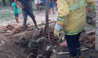 VILLA ÁNGELA: BOMBEROS RESCATARON A UN CABALLO QUE CAYÓ EN UN POZO