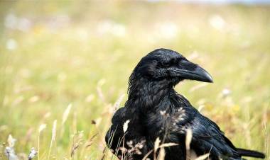 LOS CUERVOS NO SIEMBRAN NI SIEGAN