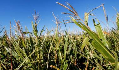 EL IMPACTO EN LOS PRECIOS DE LAS MATERIAS PRIMAS DEL CRAC DE LAS BOLSAS