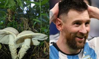 DESCUBREN UN NUEVO HONGO Y LO BAUTIZAN MESSI