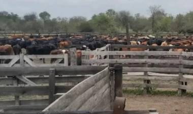 MÁS DE 700 VACUNOS Y 2.700 HECTÁREAS EXPLOTABA EL "AGROPIQUETERO" TITO LÓPEZ