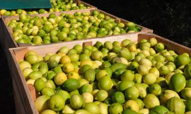 PRODUCCIÓN LOCAL BAJO AMENAZA