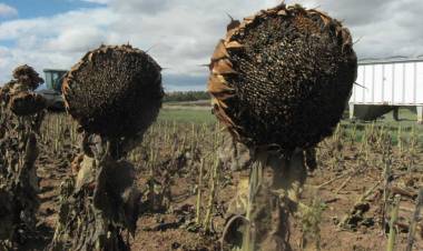 LAS PALOMAS ARRASAN CON LOS CULTIVOS DE GIRASOL EN LA PROVINCIA