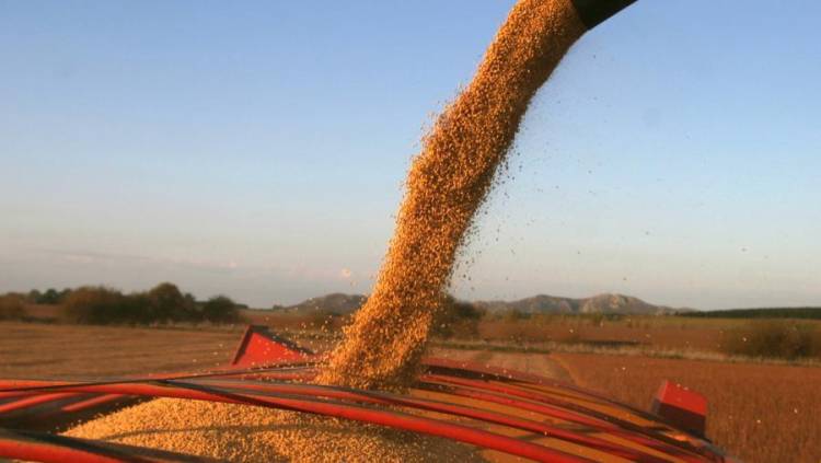 POR LA OLA DE CALOR, SE PERDERÁN ENTRE 20% Y 30? LOS CULTIVOS DE SOJA