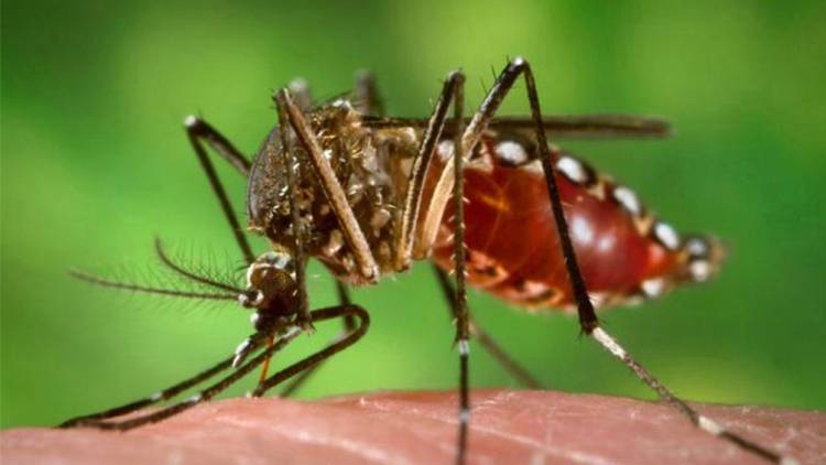 EL DENGUE "SE ESTÁ VOLVIENDO UNA ENFERMEDAD ENDÉMICA EN TODO EL PAÍS"