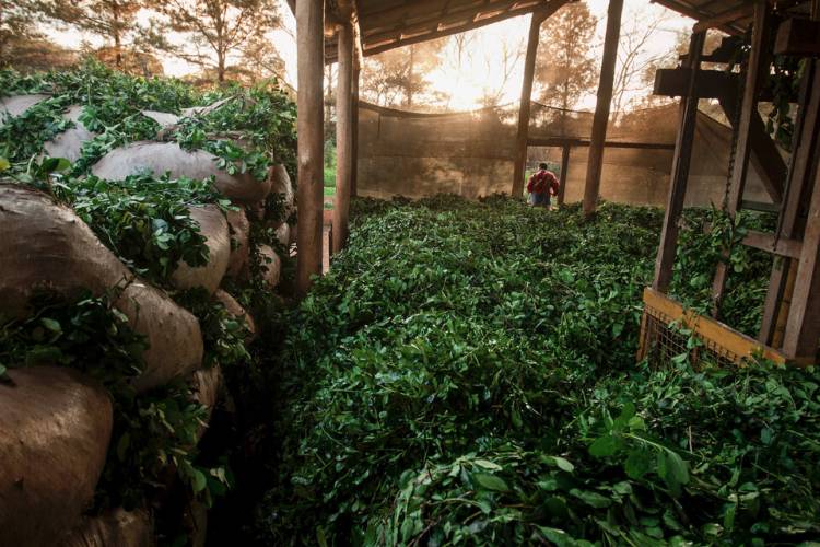 LA YERBA MATE, REGULADA