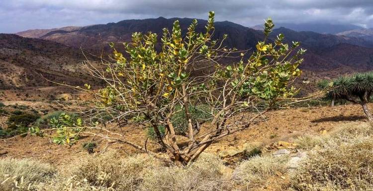 EL VENENO DE LA VID DE SODOMA