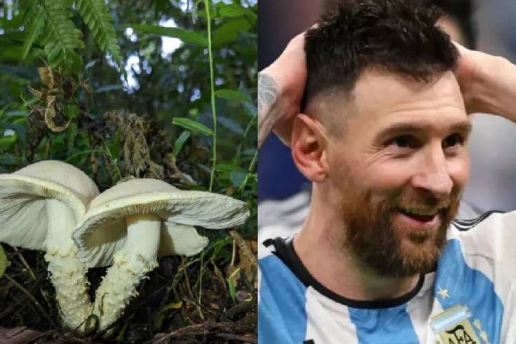 DESCUBREN UN NUEVO HONGO Y LO BAUTIZAN MESSI