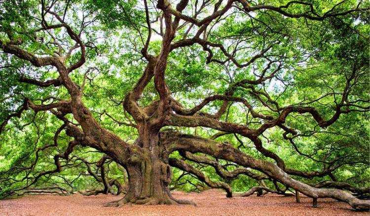 EL ALCORNOQUE EN LA BIBLIA Y EN LA POESÍA