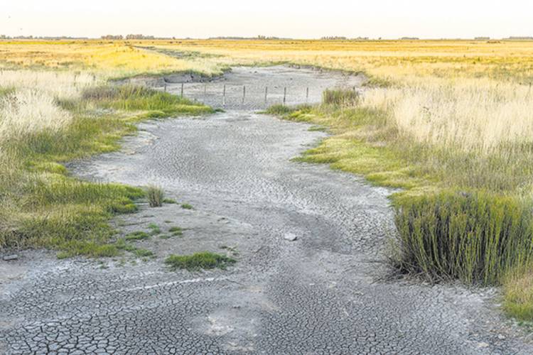 FALTAN LAS LLUVIAS Y FALTARÁ EL TRIGO
