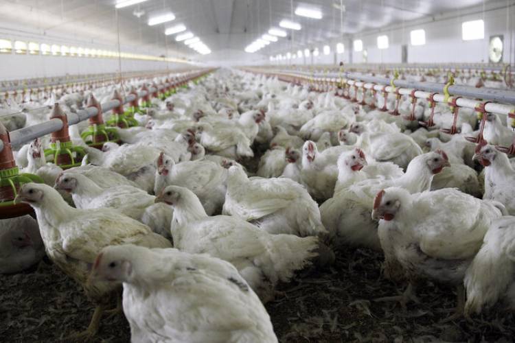 GRANJA TRES ARROYOS, EN CRISIS