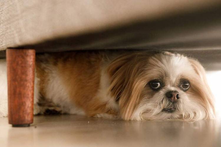 POR UNAS FIESTAS EN LA QUE TODOS PUEDAN FESTEJAR