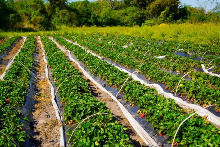 LAS PALMAS: “ACOMPAÑAMOS AL QUE TRABAJA LA TIERRA Y GENERA FUTURO” EXPRESÓ LA VICEGOBERNADORA SCHNEIDER