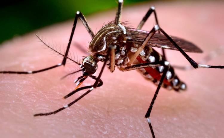 ALERTA POR EL AUMENTO DE CASOS DE CHIKUNGUNYA