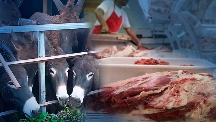 CARNE DE BURRO FRENTE A PRECIOS SIDERALES